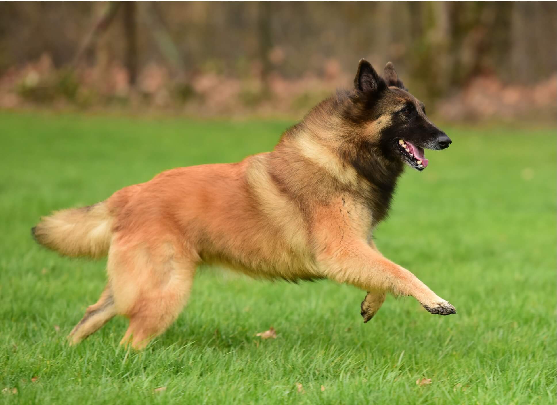 Zuchtgeschehen DKBS Zuchtgeschehen DKBS