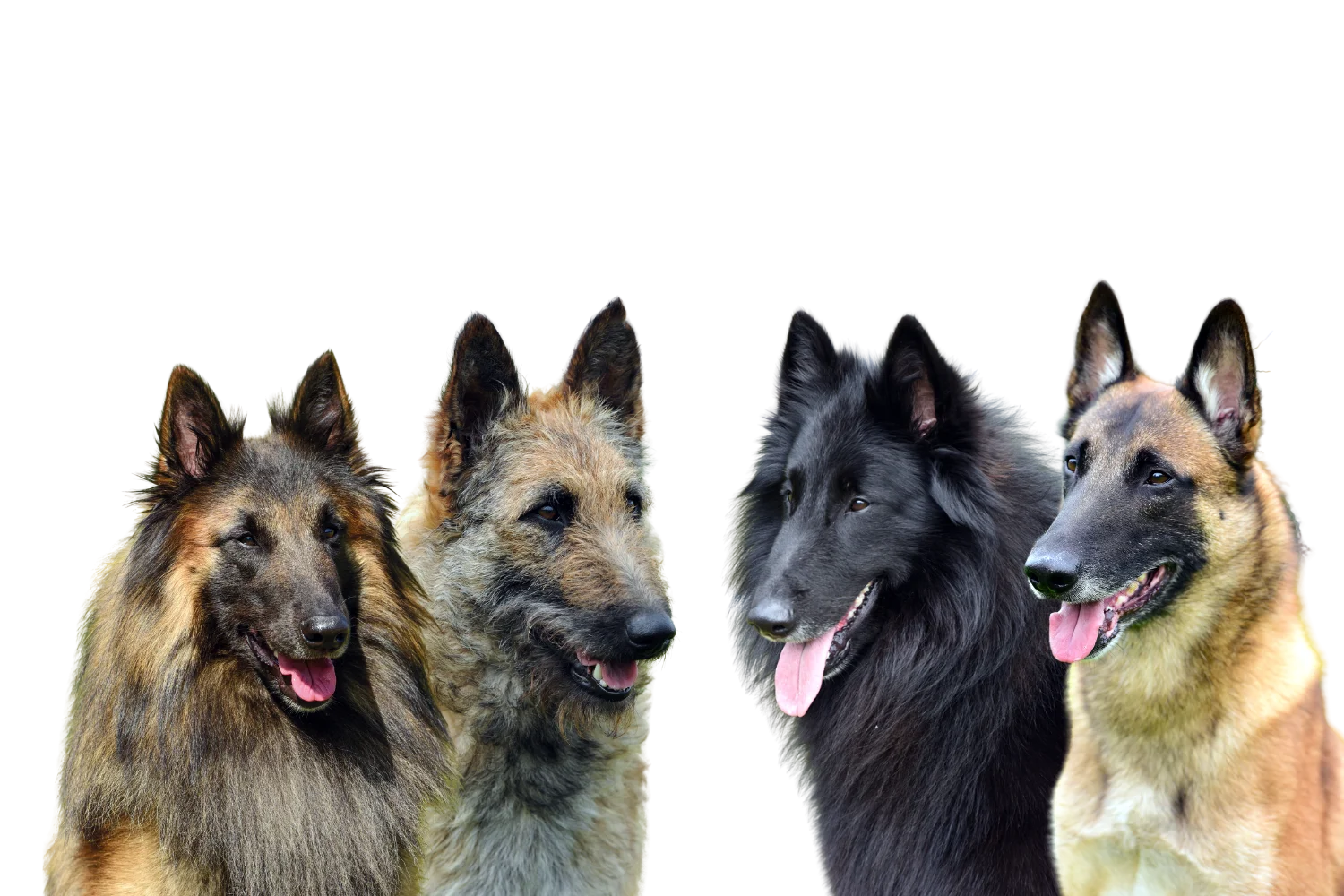 Z chterkarte DKBS Z chterkarte DKBS