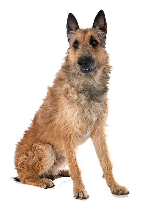 Dokumente Formulare DKBS Dokumente Formulare DKBS