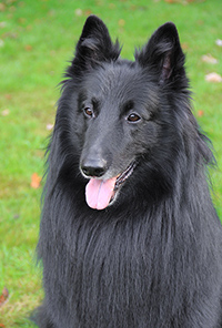 Falco von Canis Lupus Pallipes