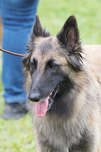 Dala vom Leonberger Mühlbach