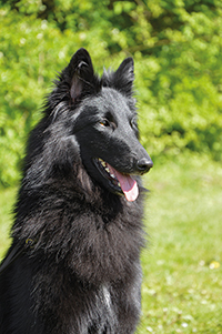 Habiba Hana von Canis Lupus Pallipes