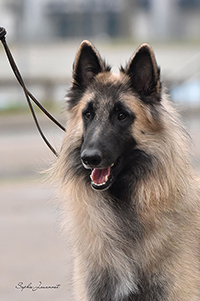 Onyx de la Terre Sauvage