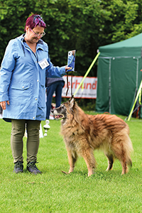 Elaisa vom Saargold