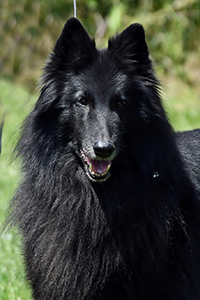 Estrella Negra di Torre d'Arese