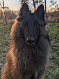 Carus vom Annweilerer Tal