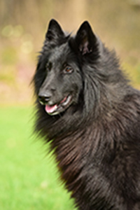 Skipp du secret des Masques noirs Skipp du secret des Masques noirs