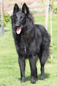 Atrax vom Wind in den Weiden Atrax vom Wind in den Weiden