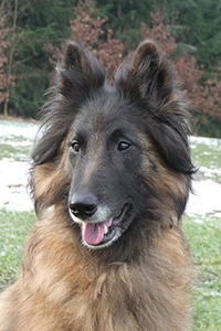 Caja vom Leonberger Mühlbach