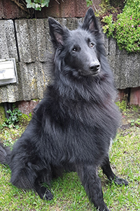 Aiko vom Wind in den Weiden Aiko vom Wind in den Weiden
