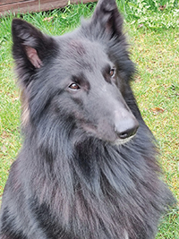 Asko vom Wind in den Weiden Asko vom Wind in den Weiden