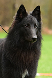 Aslan vom Wind in den Weiden Aslan vom Wind in den Weiden