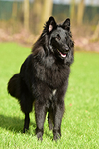 Habiba Hana von Canis Lupus Pallipes Habiba Hana von Canis Lupus Pallipes