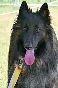 Cazan vom Leonberger Mühlbach