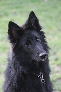 Stefnic's Inuk Stefnic's Inuk