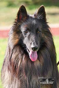 Cazan vom Leonberger Mühlbach 