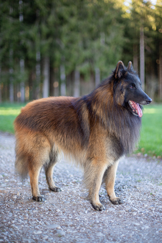 Rund 3 Belgischer Schaeferhund - DKBS