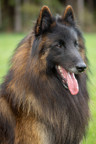 Rund 3 Belgischer Schaeferhund - DKBS