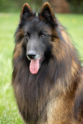 Rund 3 Belgischer Schaeferhund - DKBS