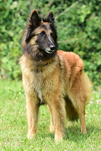 Basha von der kleinen Butze Basha von der kleinen Butze