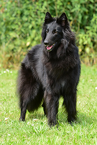 Habiba Hana von Canis Lupus Pallipes Habiba Hana von Canis Lupus Pallipes