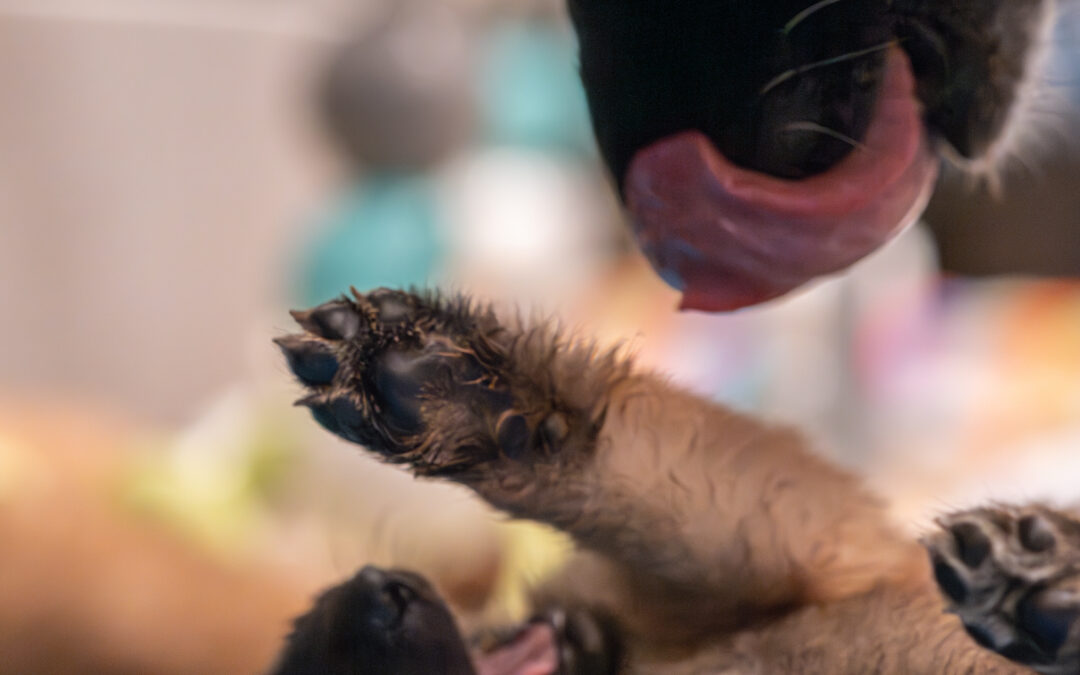 Züchter – und Richtertag 2026