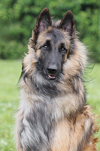 Mister Mowgli von Calruna Mister Mowgli von Calruna