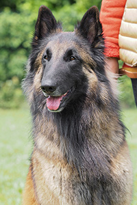 Boss Bilbo vom Annweilerer Tal Boss Bilbo vom Annweilerer Tal