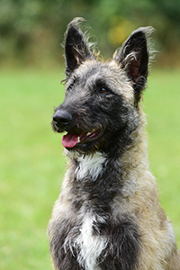 Basima von Itjaga