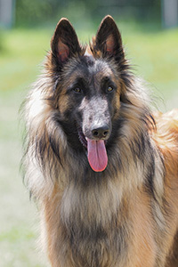 Mister Mowgli von Calruna