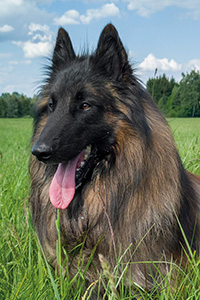 Cazan vom Leonberger Mühlbach 