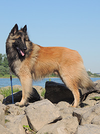 Kaliber van't Hovenzate