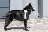 Stefnic's Lakota Yuma
