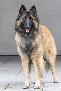 Kyran van't Hovenzate