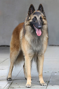 Icon van't Hovenzate