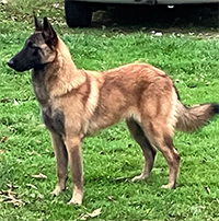 Winalmik’s Intrepid