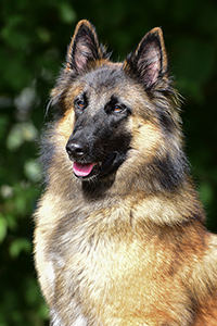 Baghira Blue de Moonshara