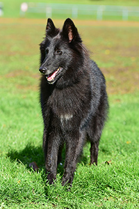 Balleryne de l'Ambassadeur des Belges