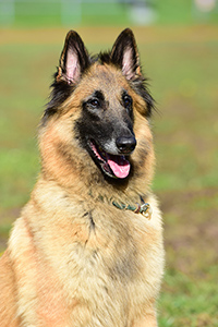 Belise Rouge vom Wanner Mond