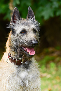 Calimero Ritter von Falkenberg