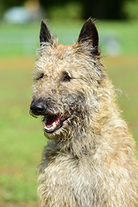 Cato van't Huis te Velde