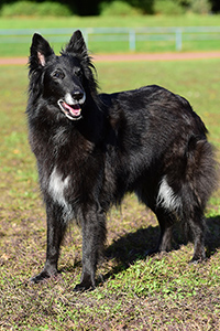 Cheyna de Geracao nova