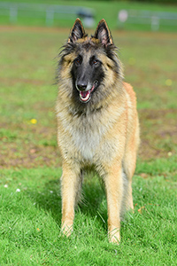 Chikimiki Rouge vom Wanner Mond