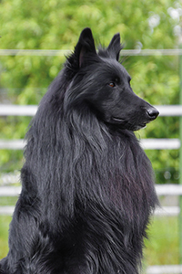 Chinook vom schwarzen Labertal