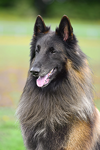 Dayo of Sunshinegarden