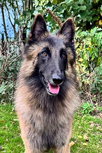 Enno vom großen Eulengarten