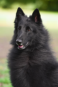 Furioso Beleza Baldur 