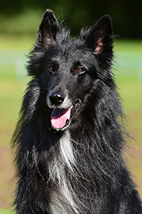 Furioso Beleza Devito