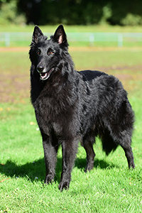 Furioso Beleza Elene