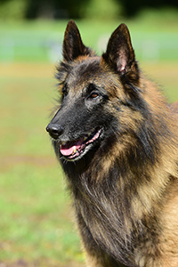 Indian-Shadow von Shaykira 